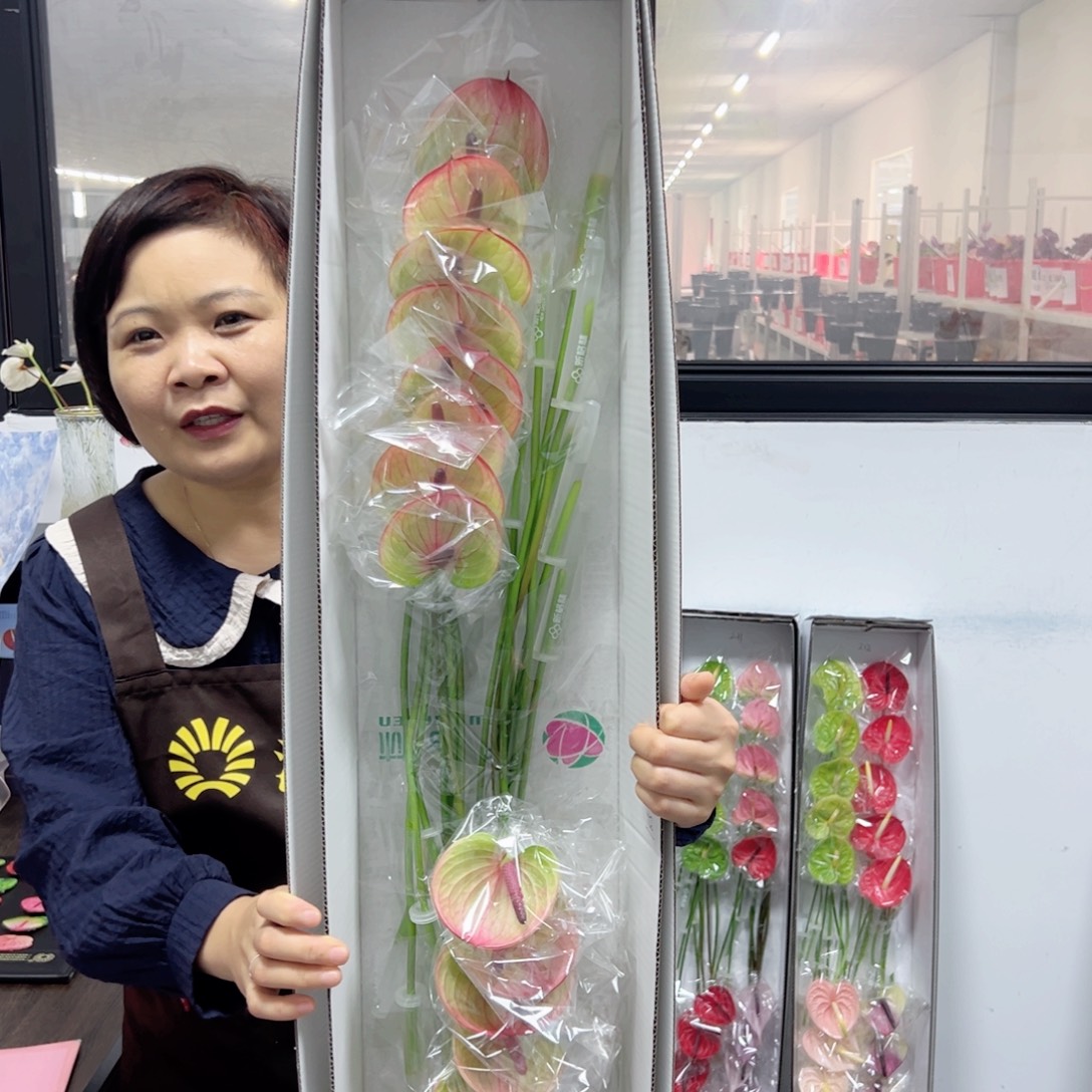 完全开放16枝8-11cm福泰