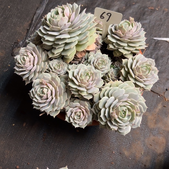 小***太多肉植物，露娜莲69号