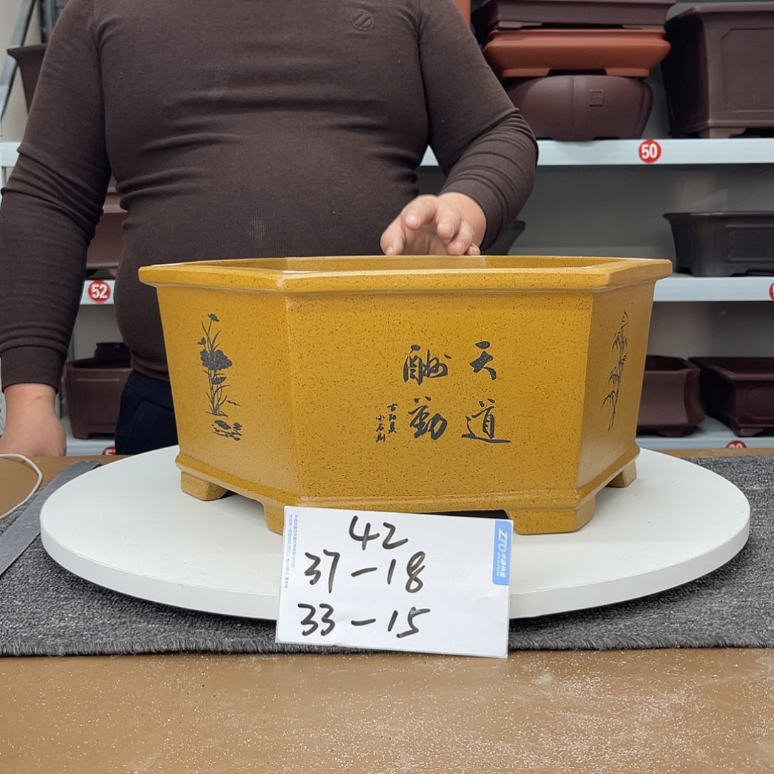花盆紫砂早早的睡