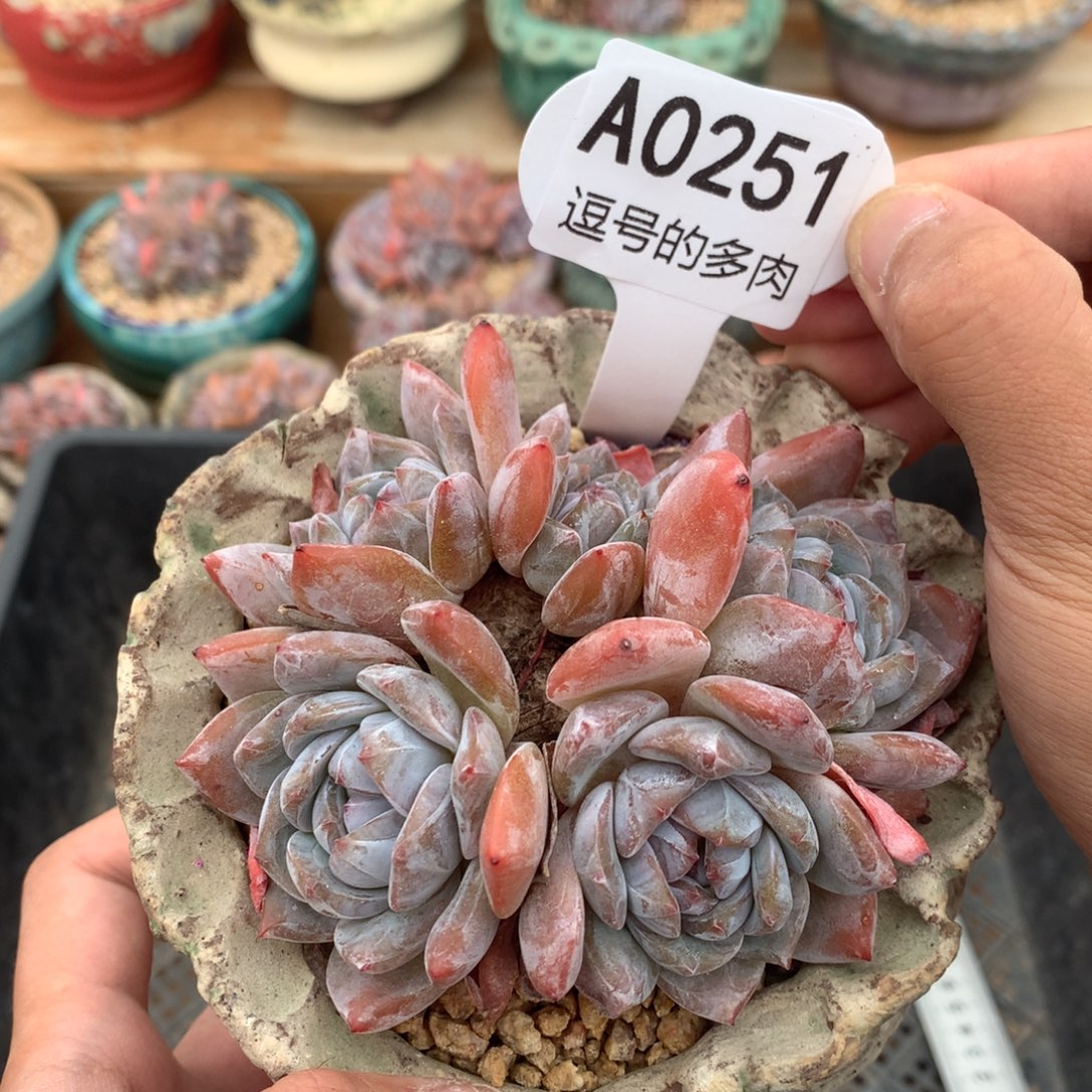 A0251 开播福利 星影小老桩 有砍 9.5cm