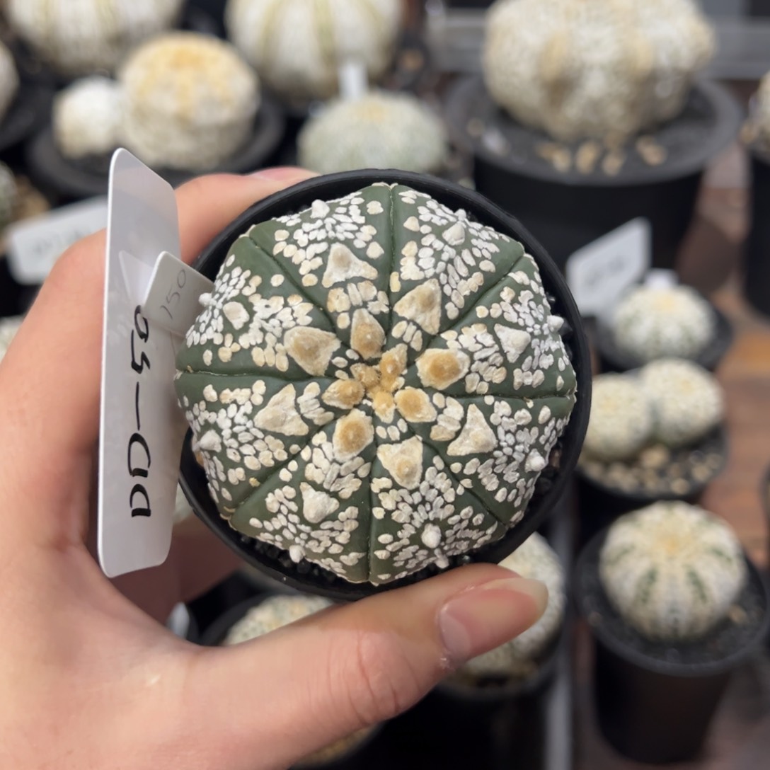 实生兜 一物一拍