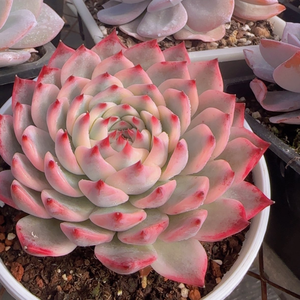 【闪购商品】吉娃娃锦99