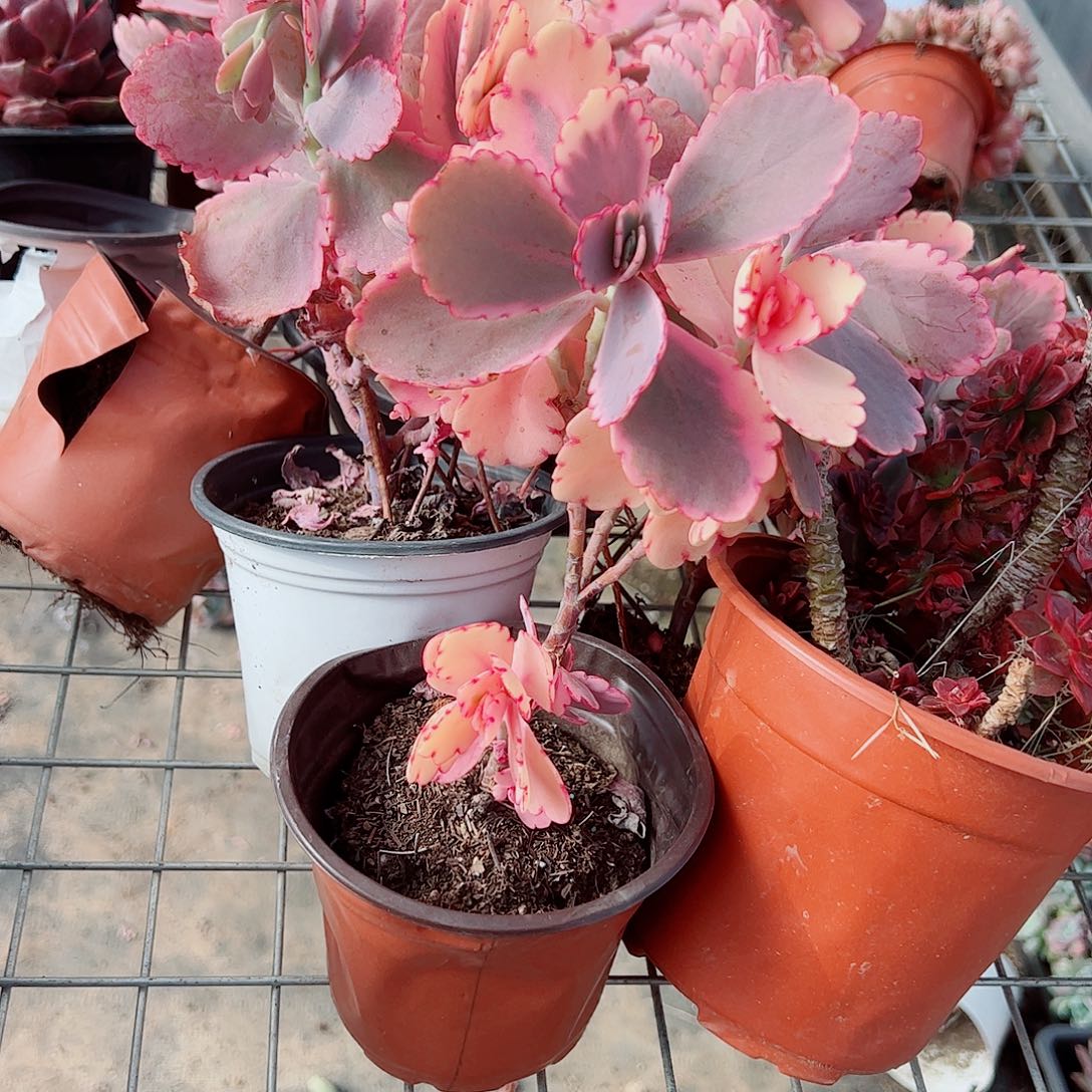 蝴蝶之舞锦多头造型