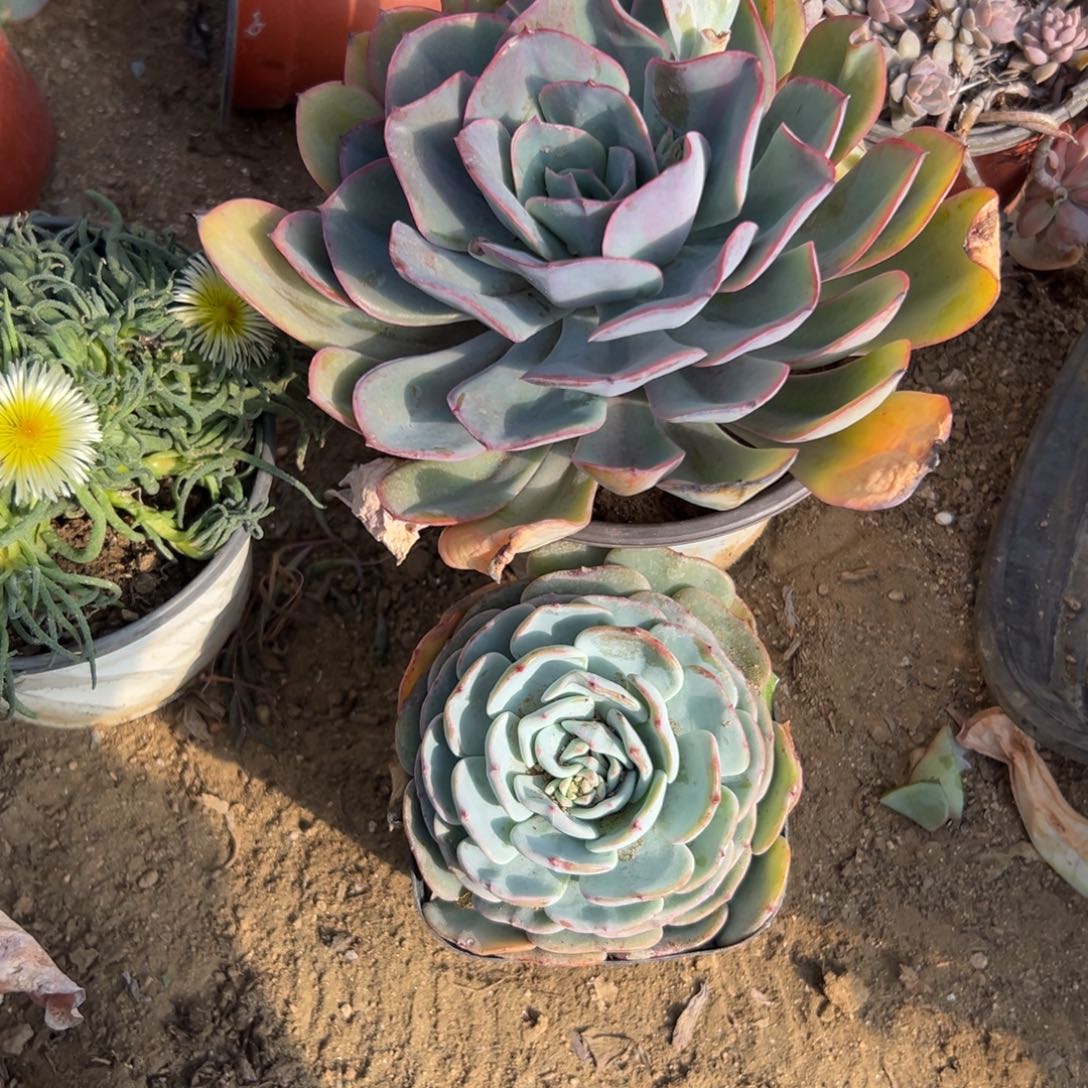 亲***袄多肉植物多肉植物