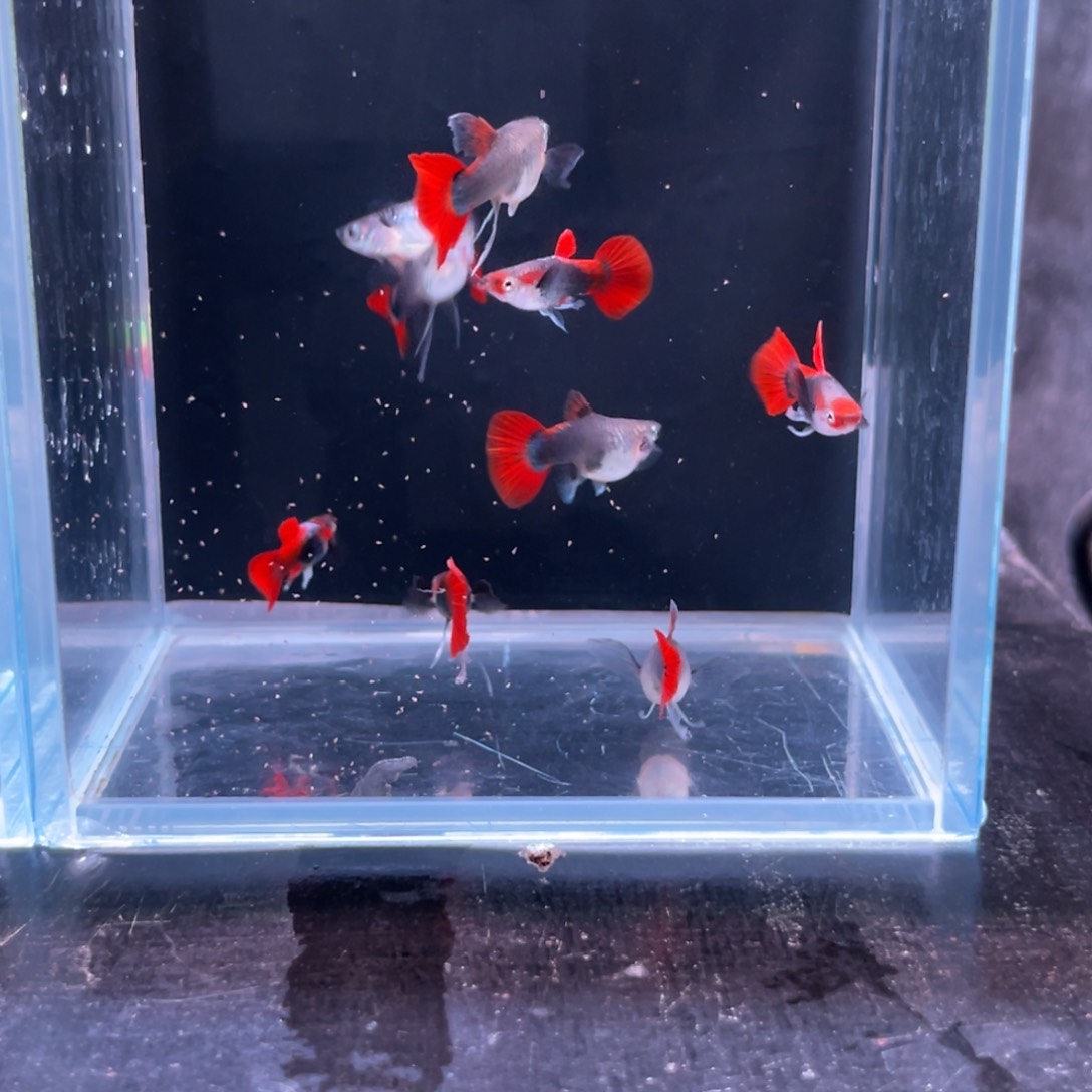 孔雀鱼深海蓝10条