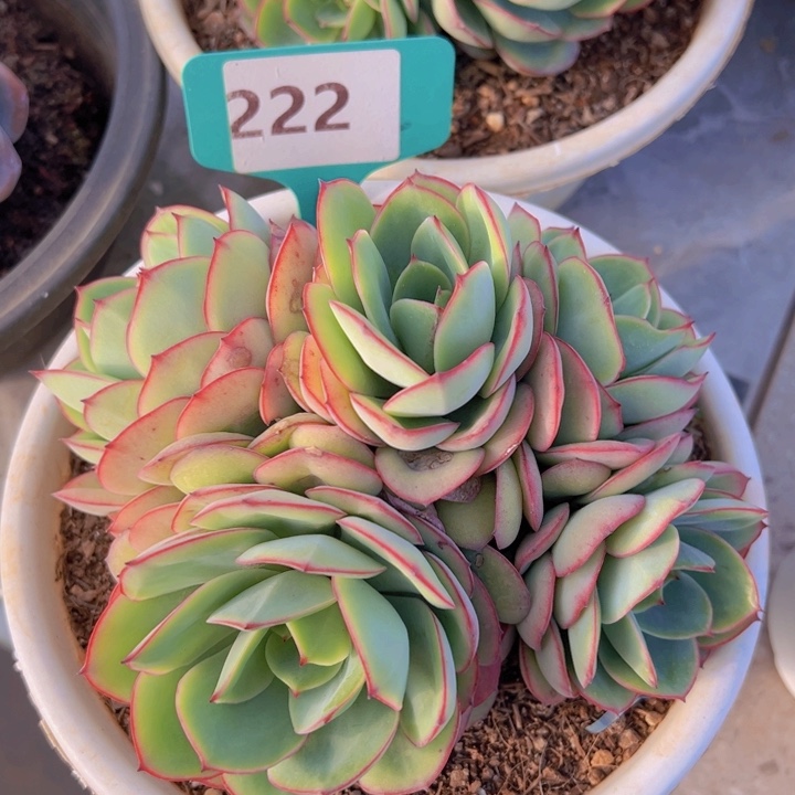 健健康康平平安安