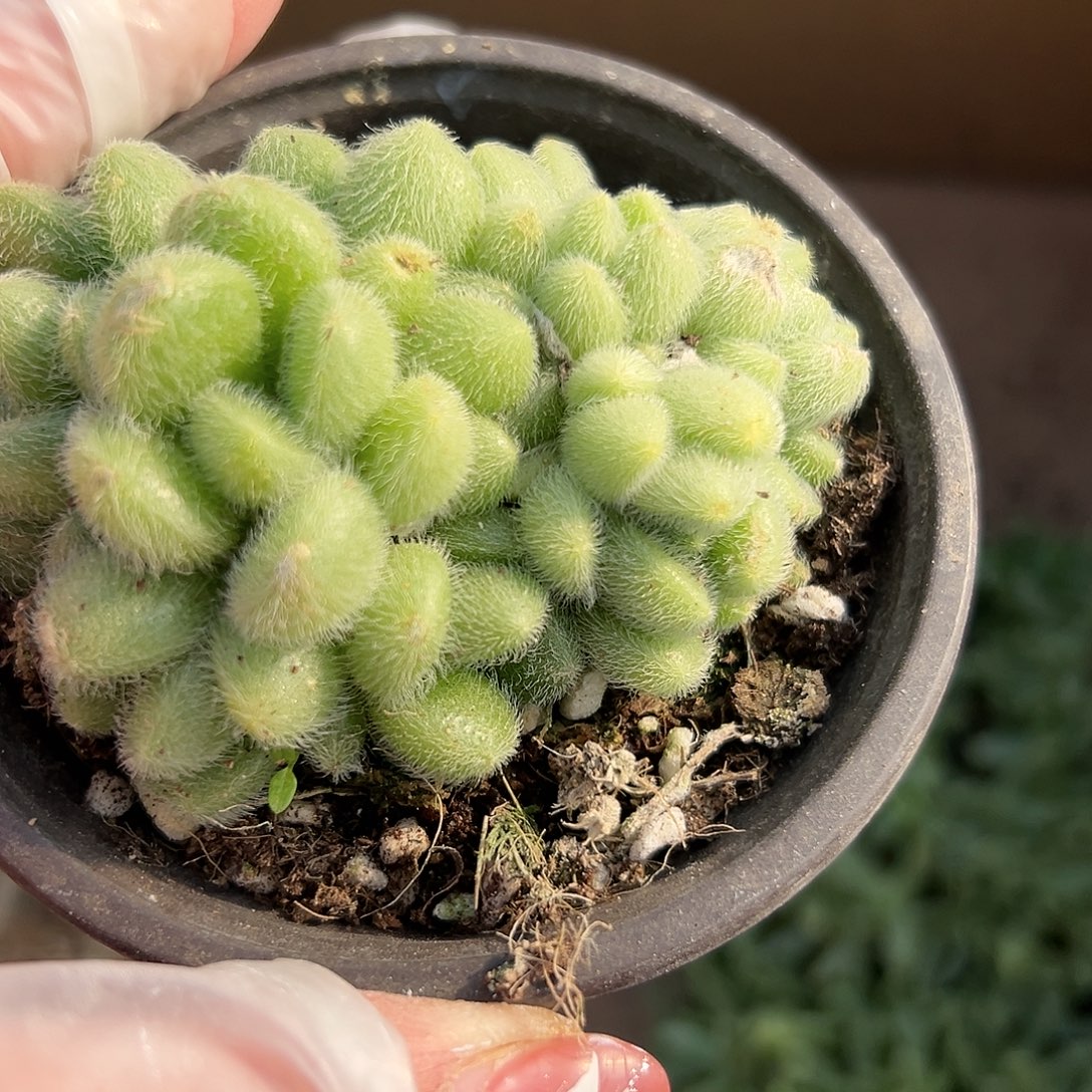 多肉植物信东尼群