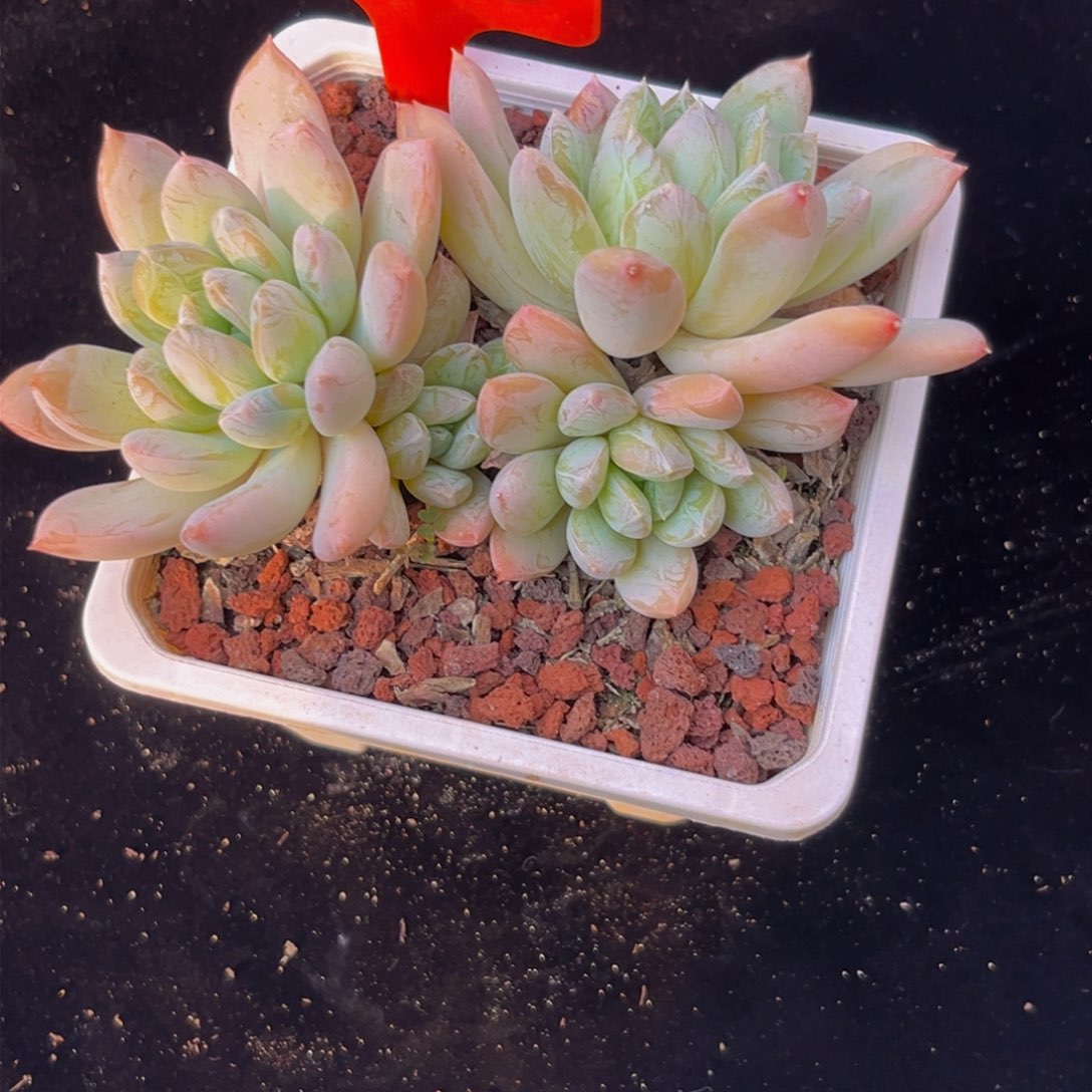 2522下午多肉植物群生