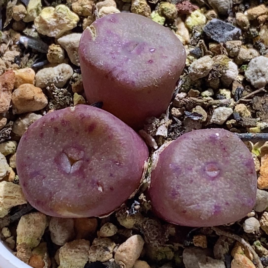 好看好看好看紫罗兰