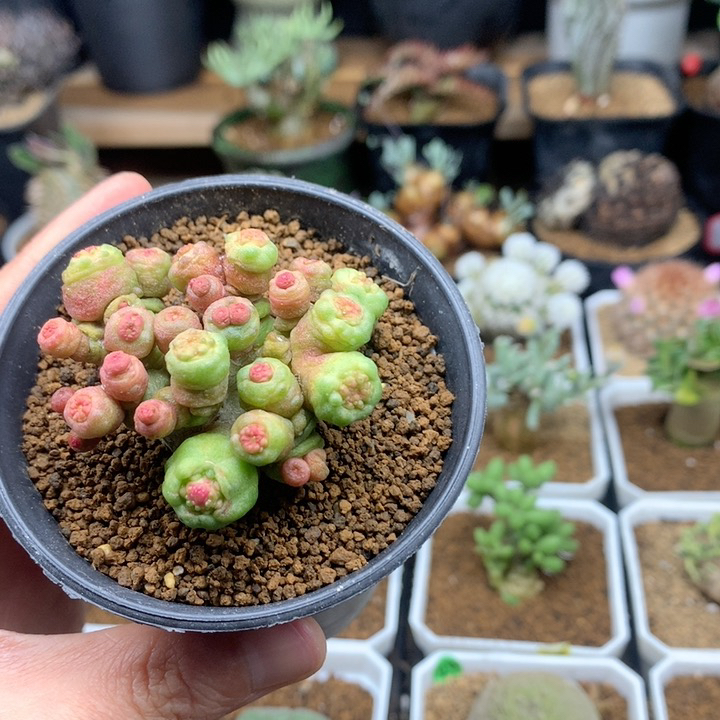 高沙石化小红点脱土