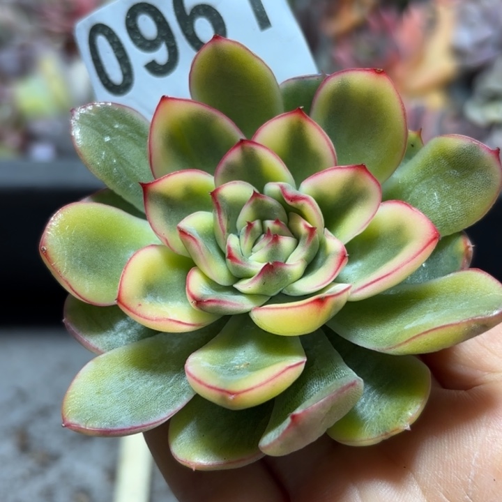 头盖多肉植物满18包邮当场凑单