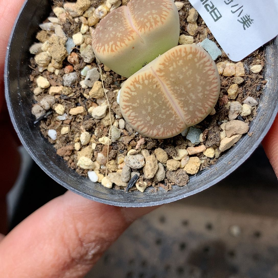 B244多肉植物保护研究所