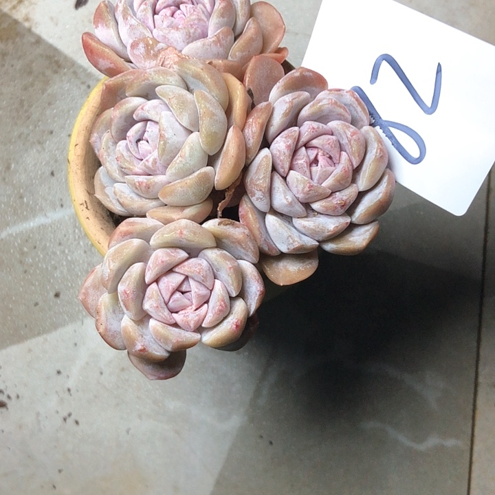 喝***茶82////////////////