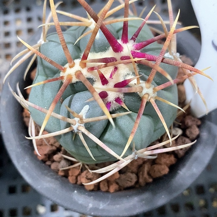 孤品实生优选粗刺高木绯冠龙56号4.8cm