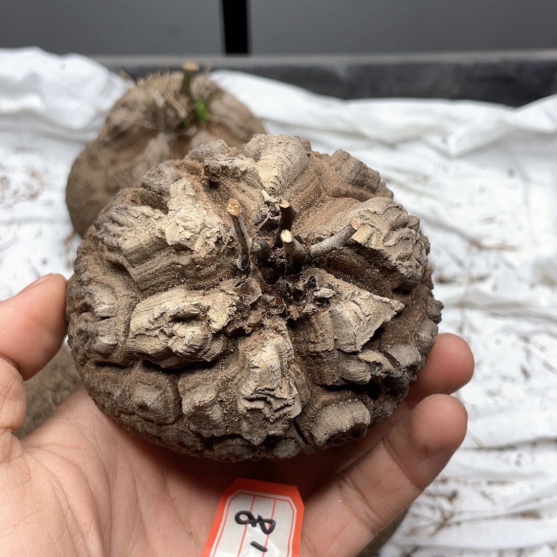 龟甲龙一物一拍2018号9.2cm