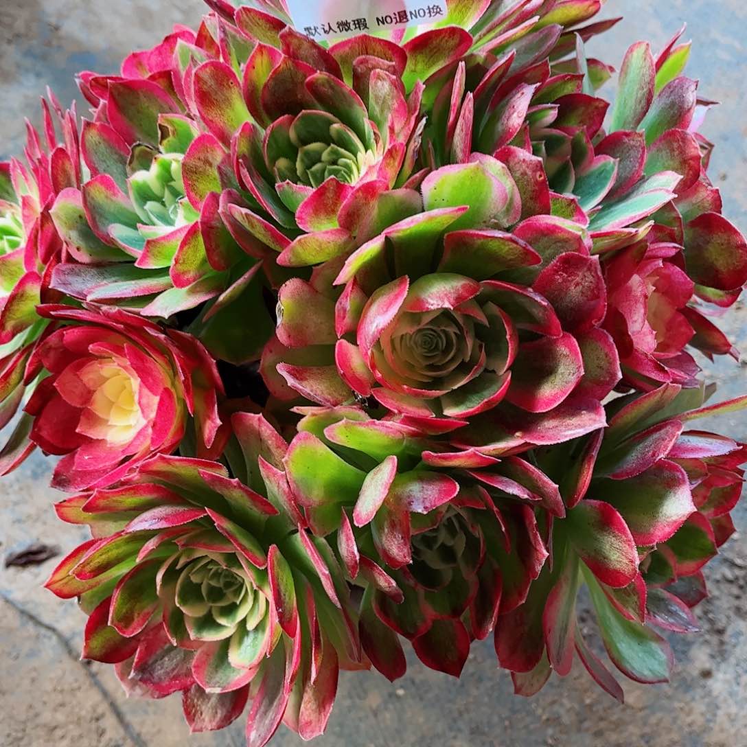 无花朵柠*?多肉植物083