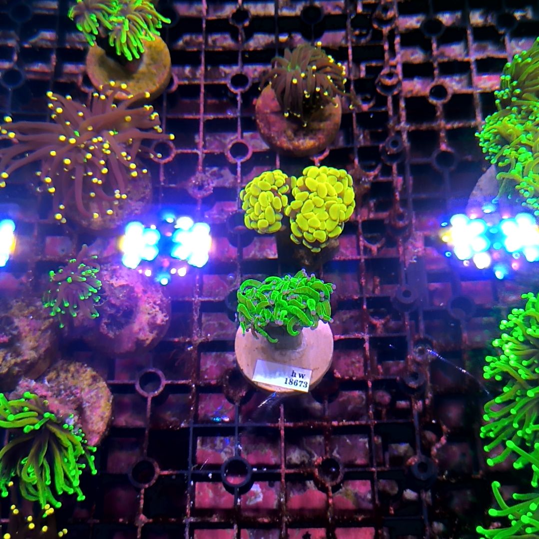 纽扣珊瑚一堆，，，，，