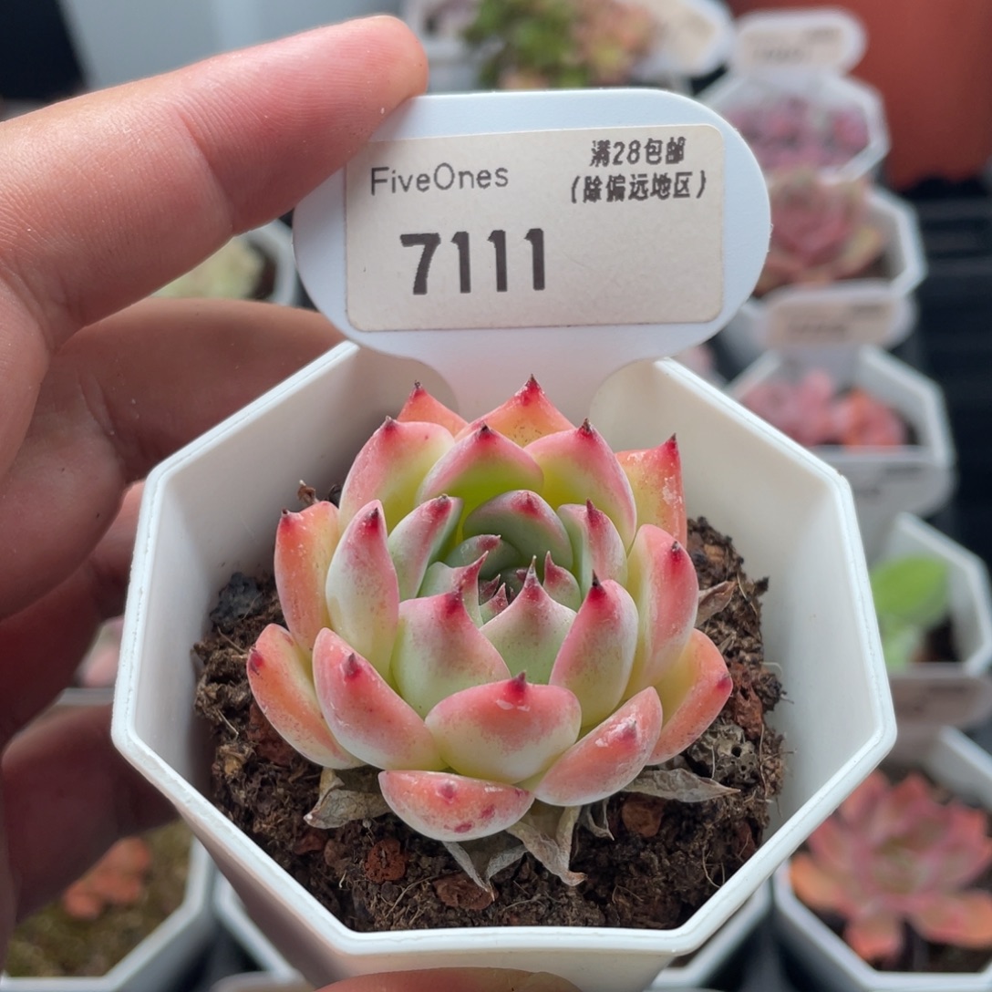 吉娃娃7111-4厘米