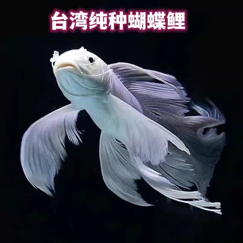 101-200纯种台湾蝴蝶鲤冷水观赏鱼大鳍长尾好养耐活
