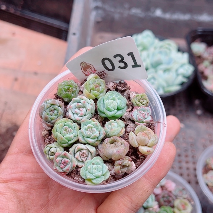 人***梦多肉植物多肉植物