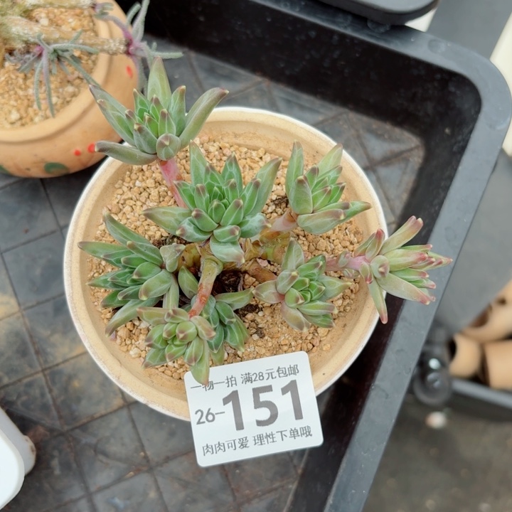 梵高美人无盆土发货多肉