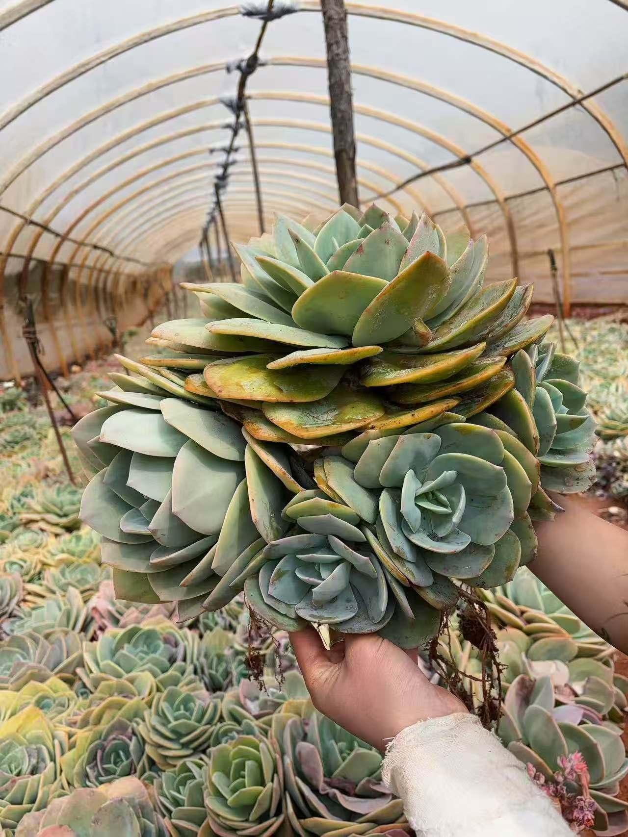 多头血凤 精品多肉植物 新手好栽 好养 云南发货