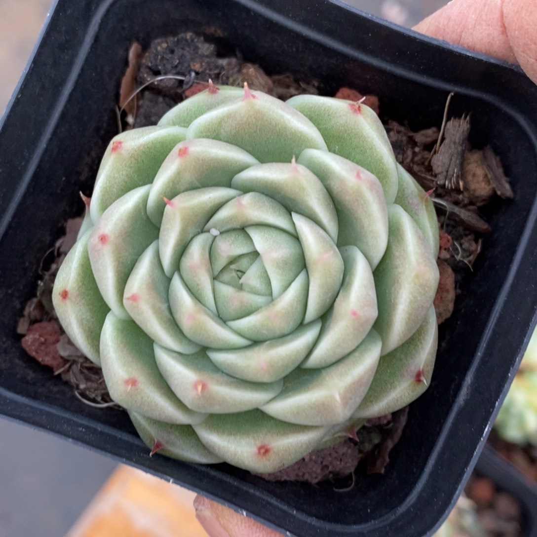 精品多肉一物一拍不包整179