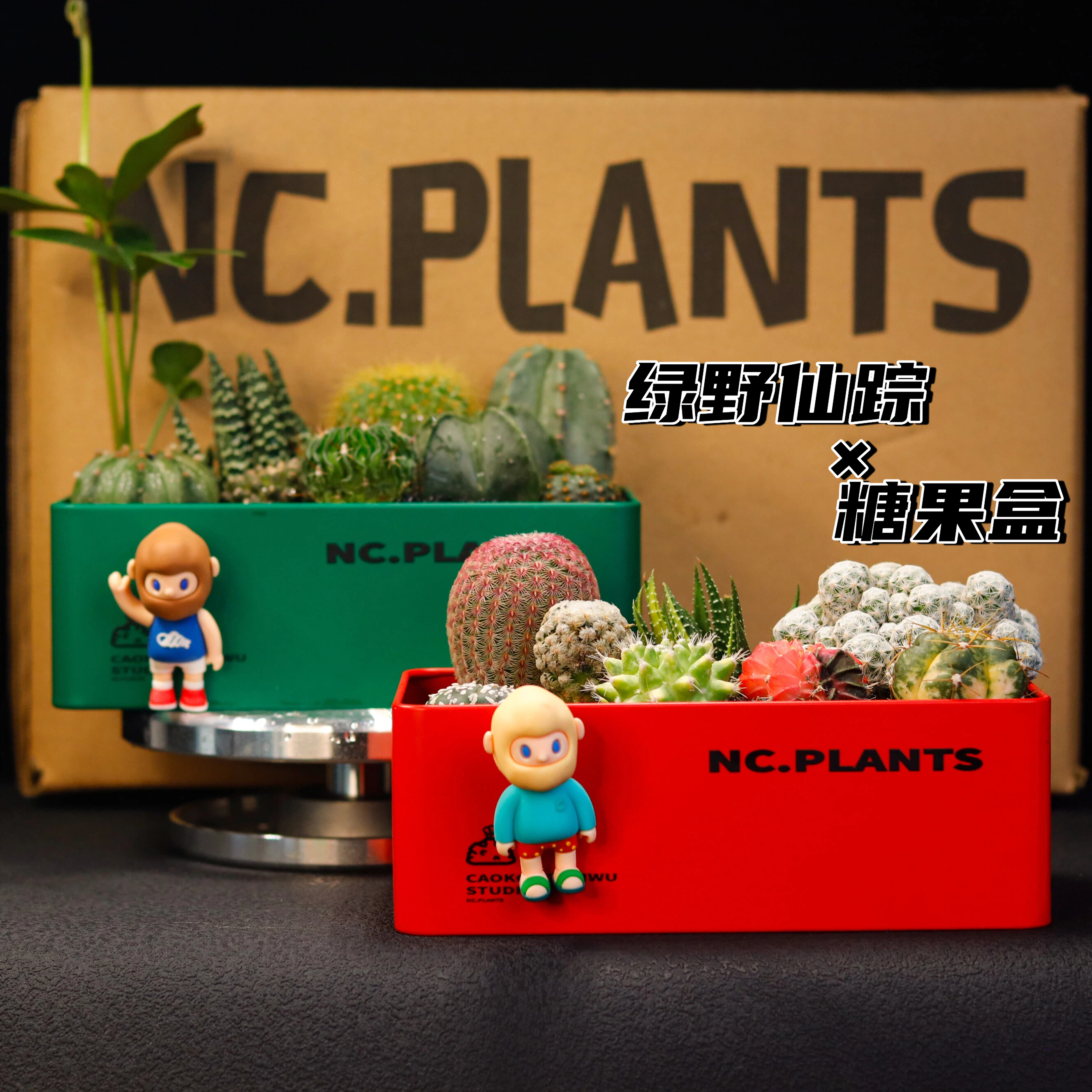 【NC.PLANTS 糖果盒×绿野仙踪】奇遇系列 | 创意设计 | 成品