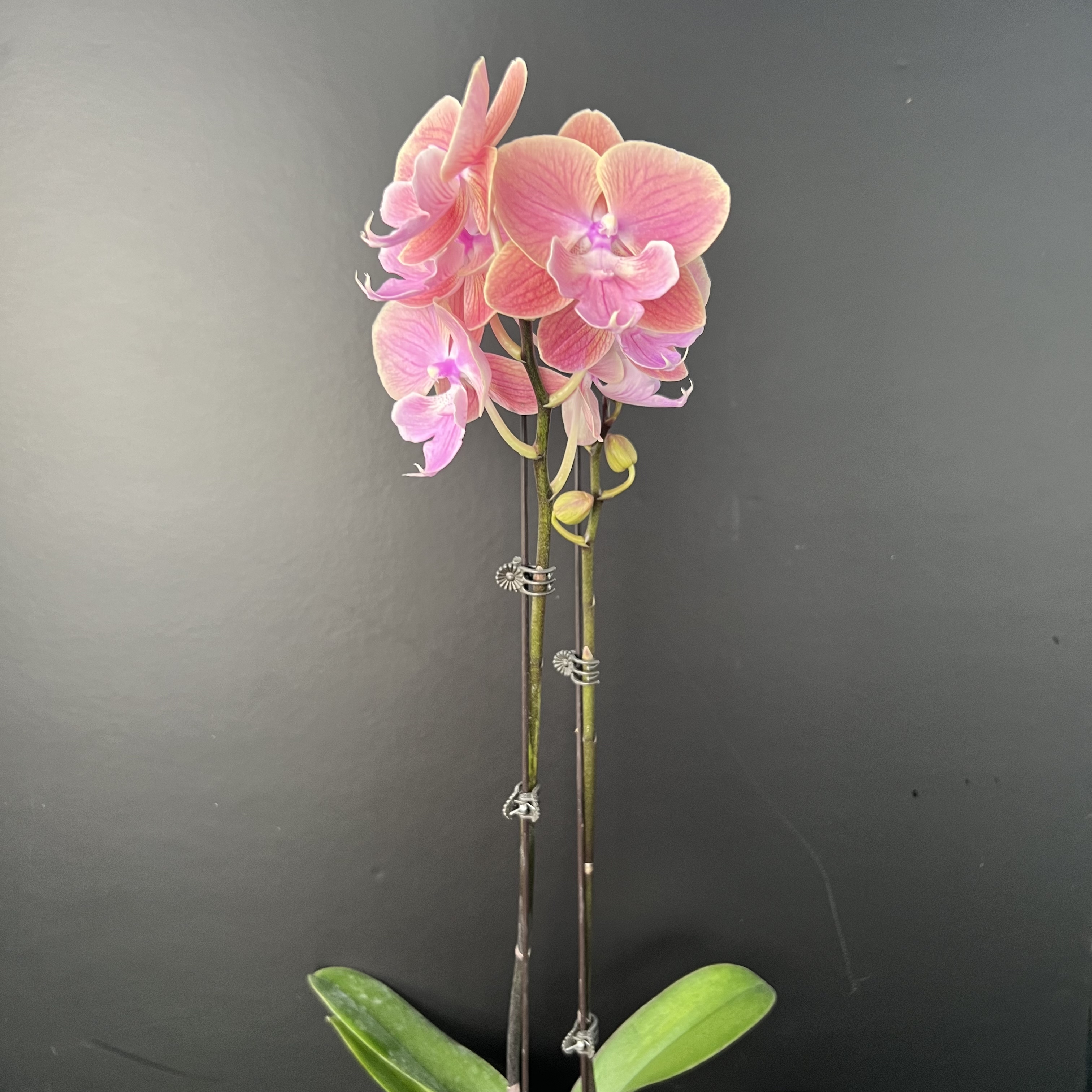 予兰花卉（唯美）带花带花苞3.5寸杯发货