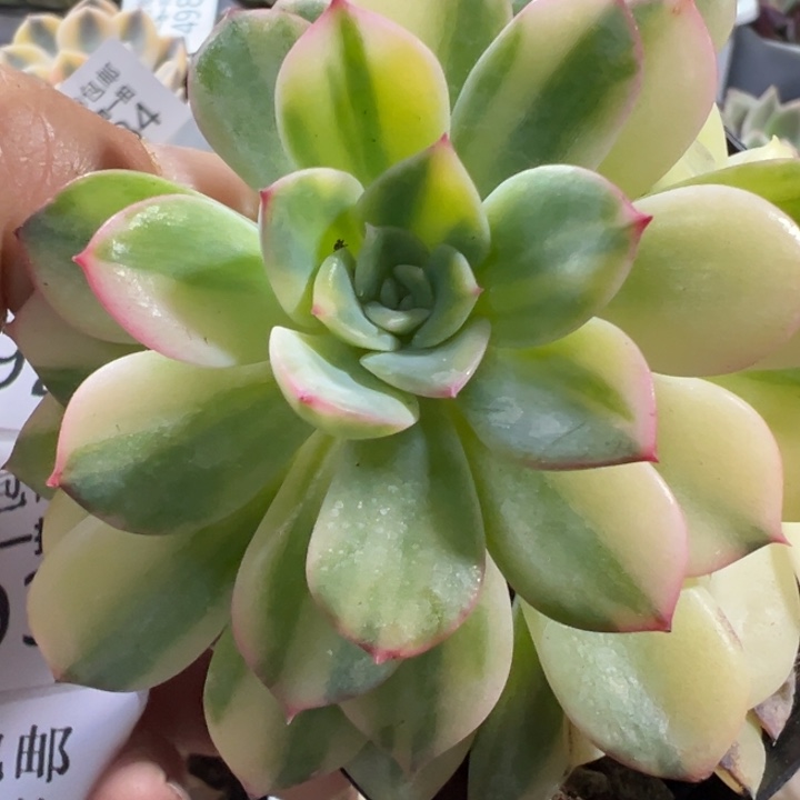 雨燕座锦多肉植物592