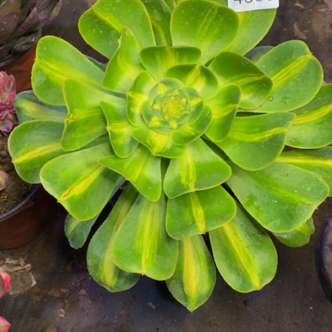 暴君多肉植物4565
