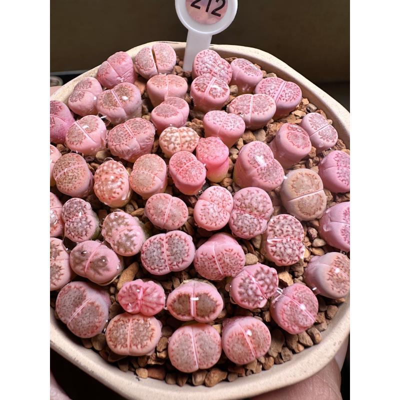 212多肉植物肉锥网纹锦一颗