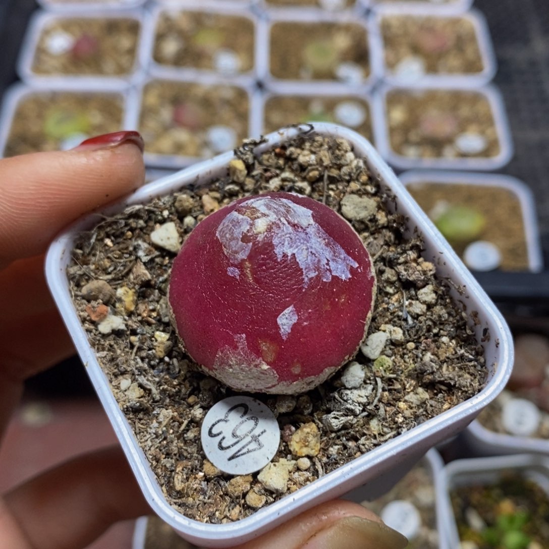 灯泡2.8（瑕疵）多肉植物