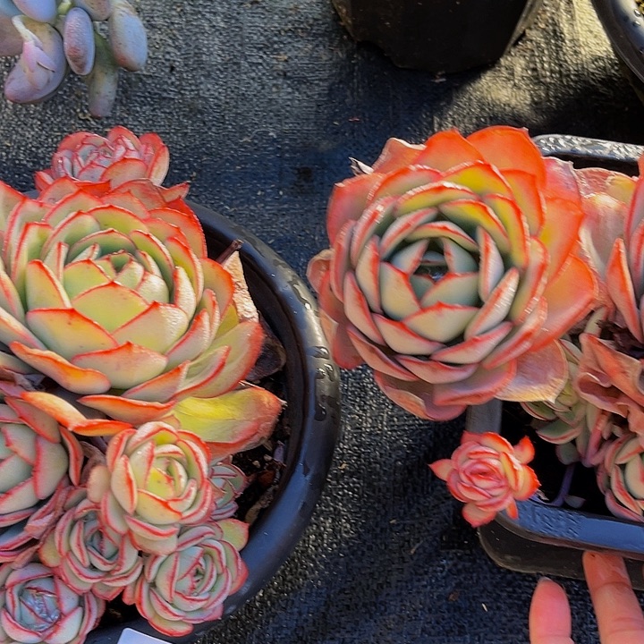 ࿙****牡丹亭群2826