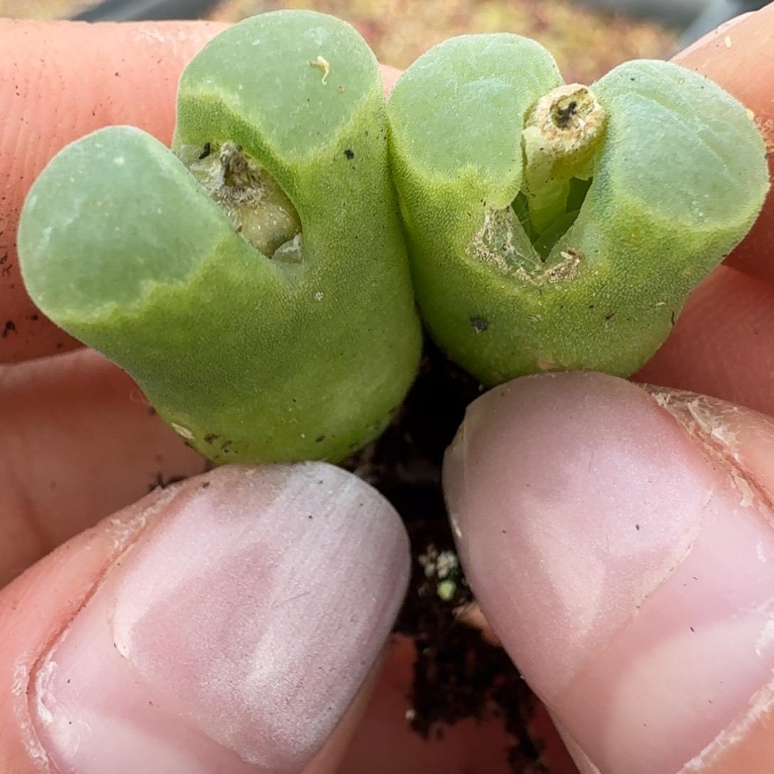 257两颗哭哭哭咯呜呜土