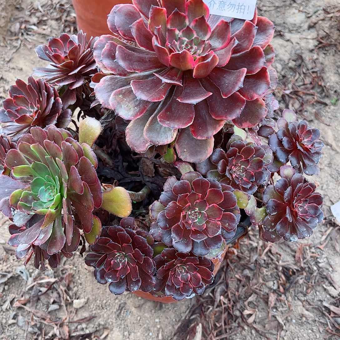 无花朵多肉植物263