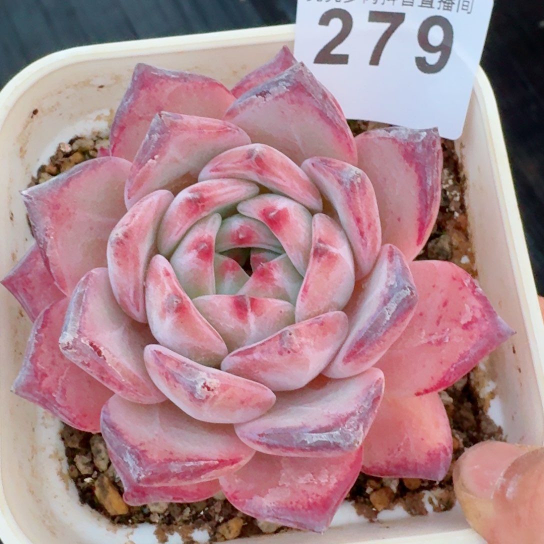 红拉糖         多肉植物