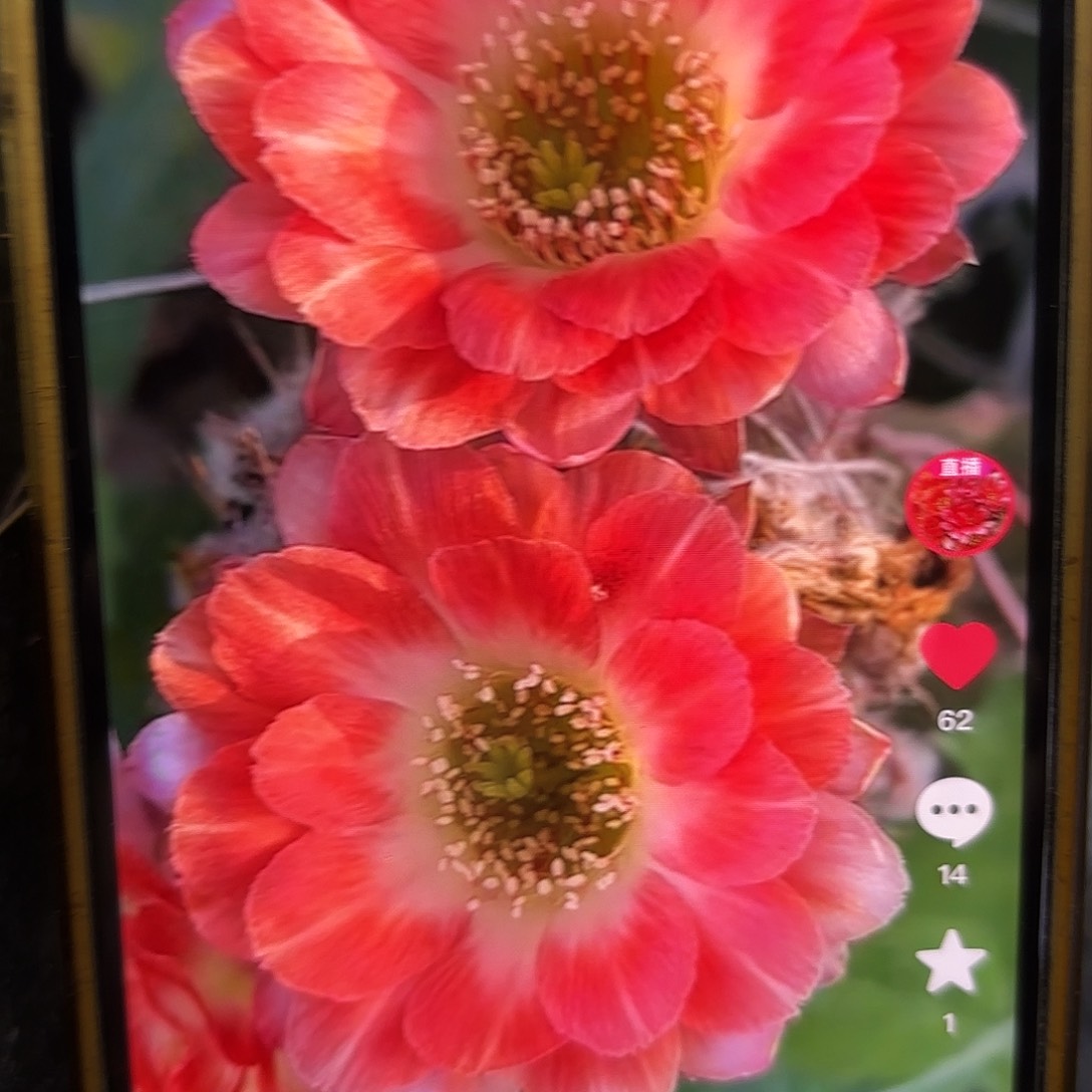 德一丽花侧牙20包邮仙人球24