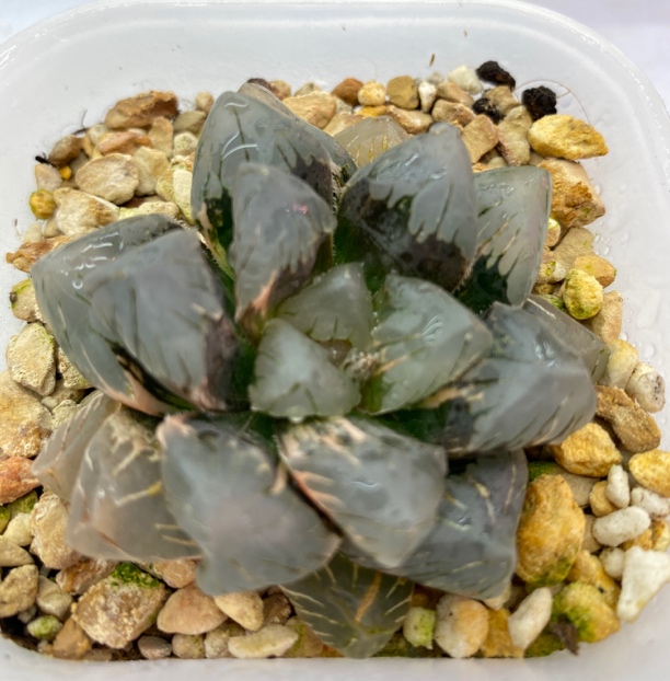 多肉植物黑水晶玉露锦室内盆栽带盆