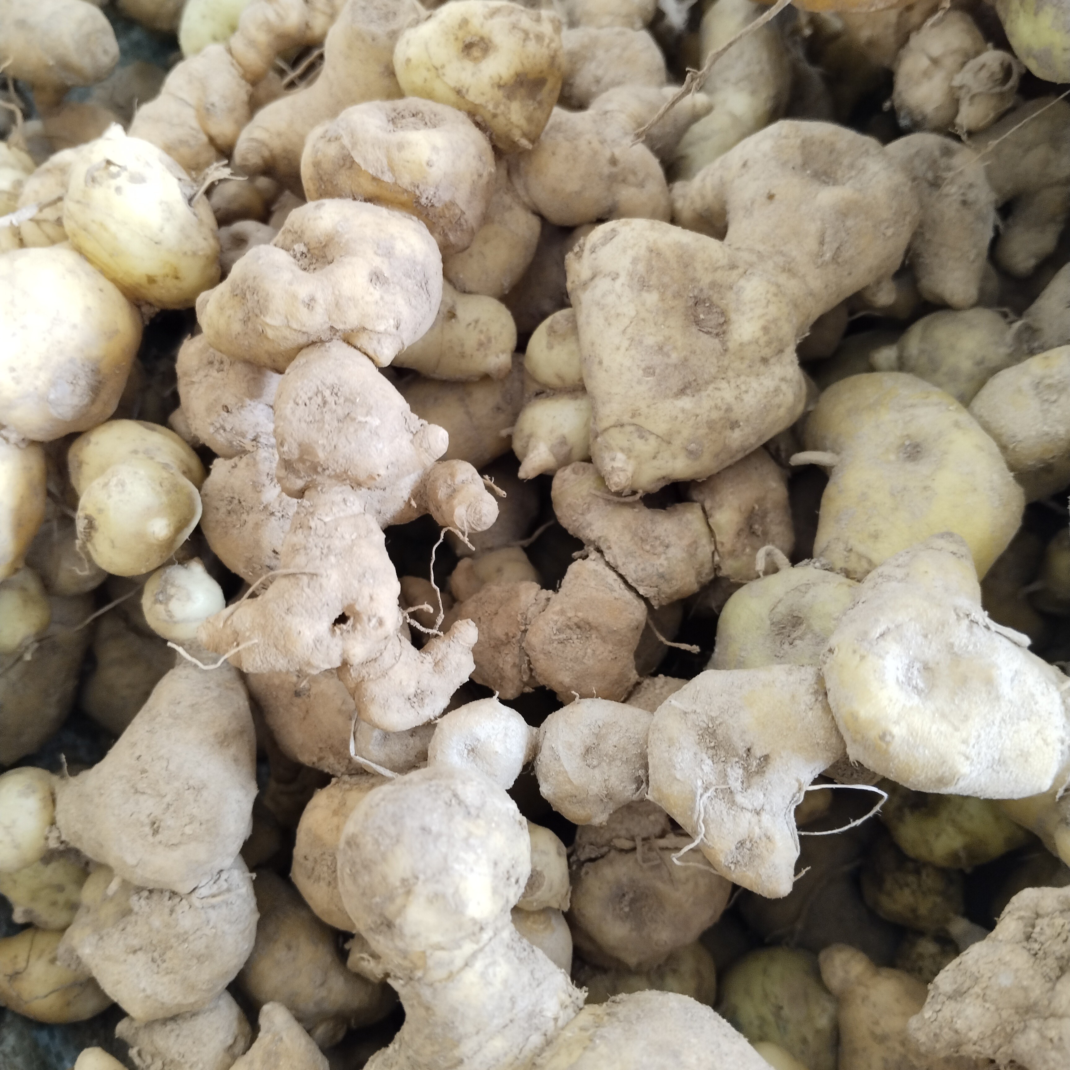 个头中大野生老虎姜支持现称现挑