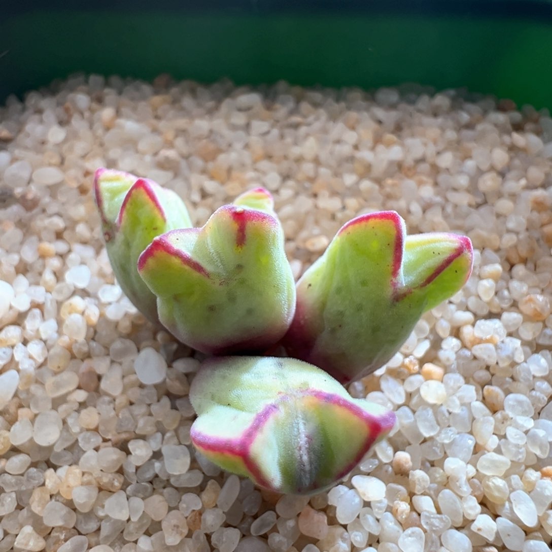 572。优选烟熏猪蹄。园艺985