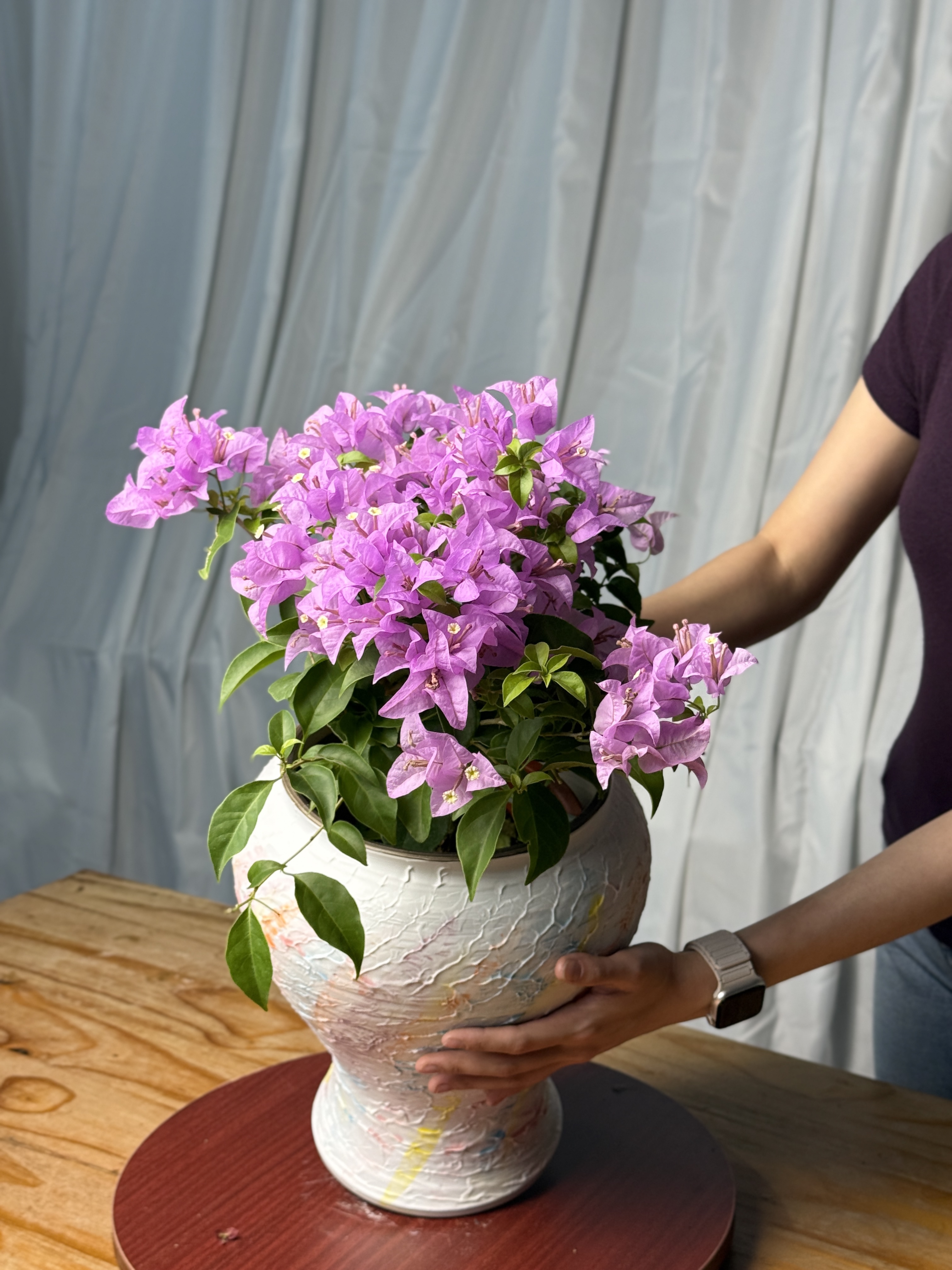 【巴西紫】四季开花好养易活，基地直发