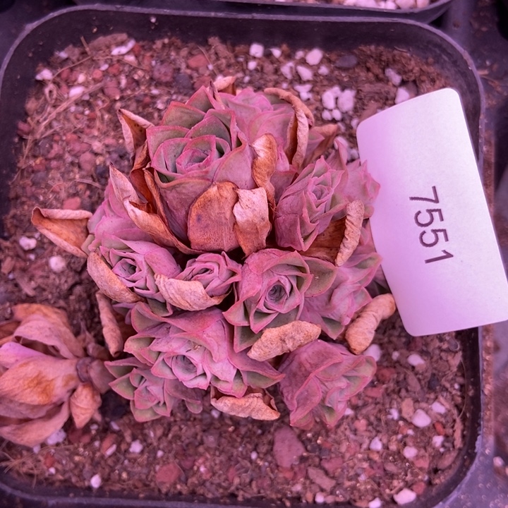 大***暖7551山地玫瑰花群