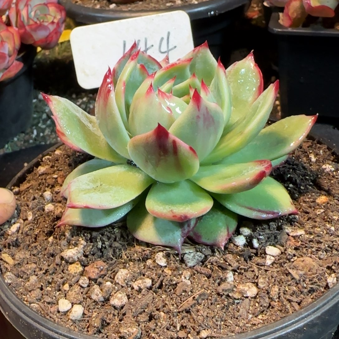 惊鸿一物一拍包装收缩花旱144