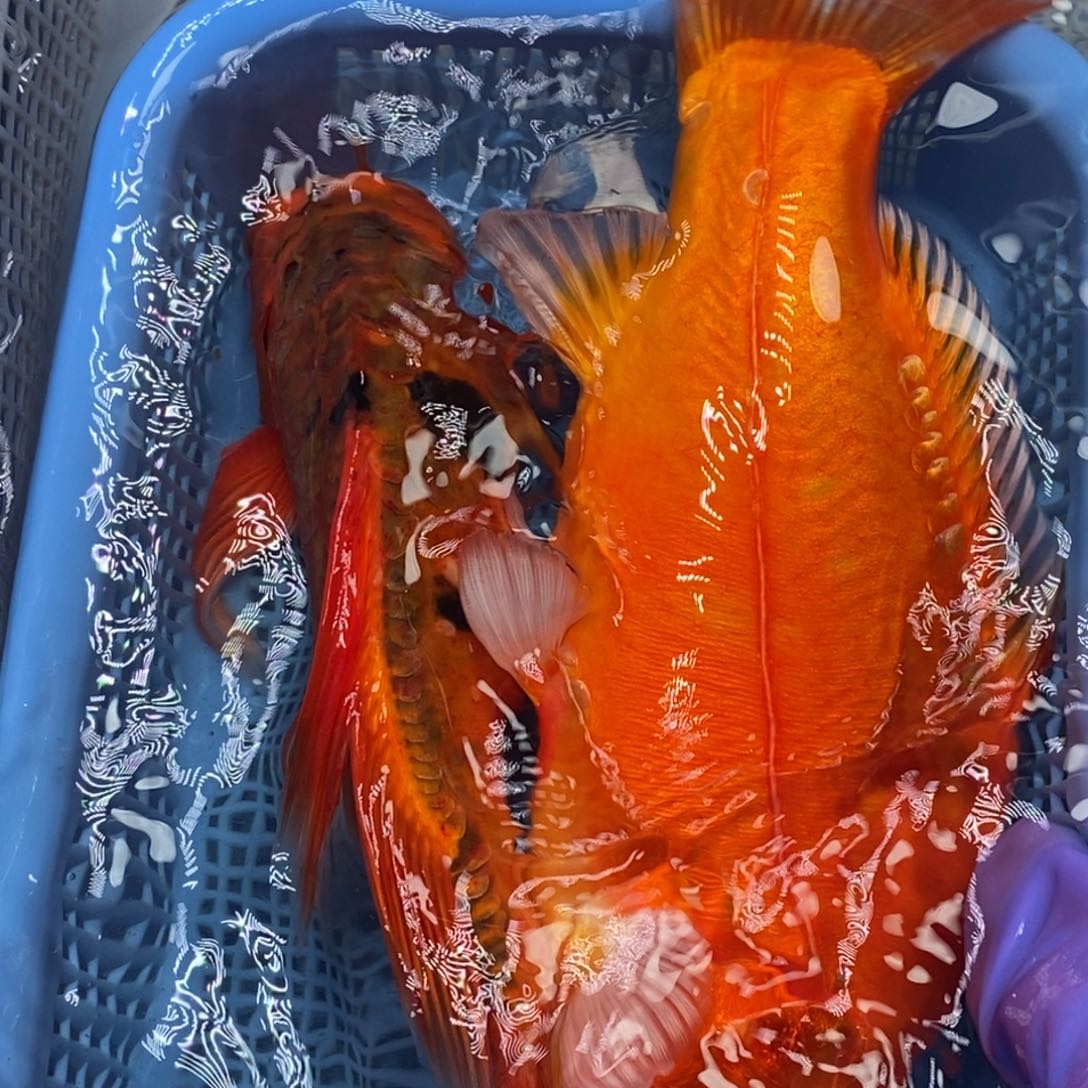 锦鲤冷水锦鲤包邮