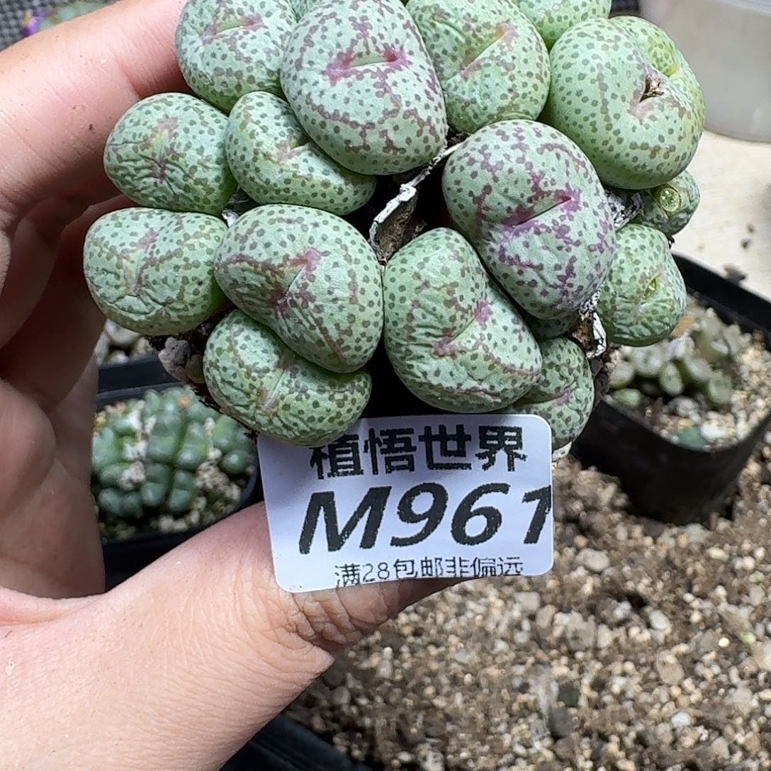 多肉植物的润泽vbnnmk