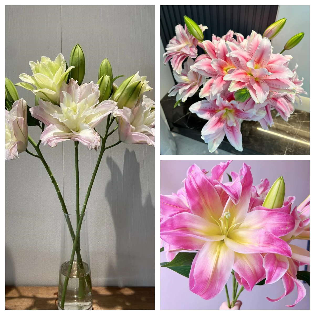 （稀有多样重瓣香水百合）·开花状态以直播间展示为主·图片只供参