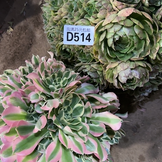 槿***月多肉植物两个