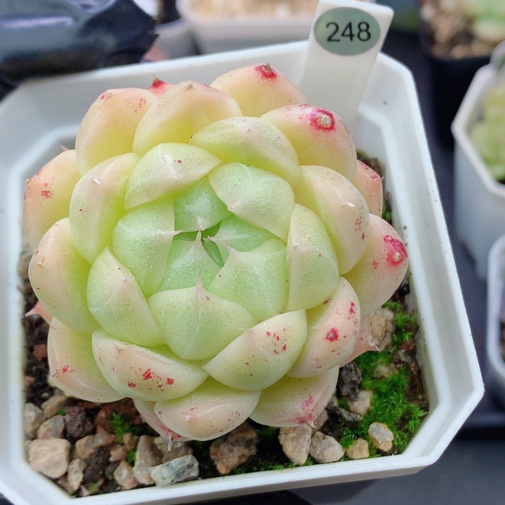 麦秆58包邮  群生不包整248