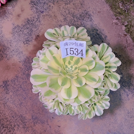 534迈巴赫多肉植物